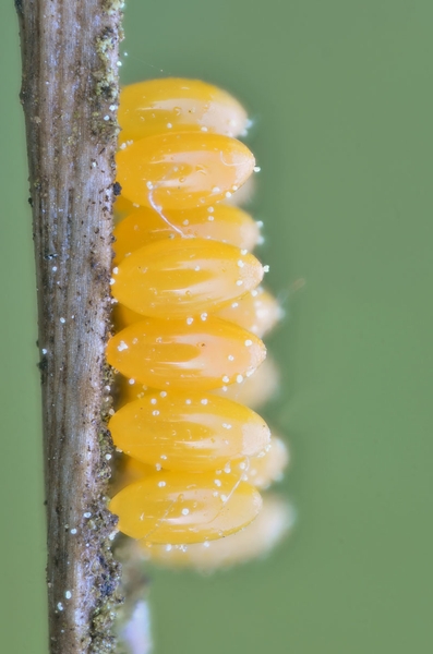 Cluster of yellow, oval eggs of a lady beetle.