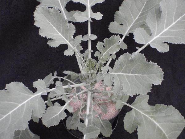 Photo of a plant with zinc deficiency