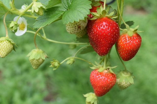 Strawberry flowers and fruit.