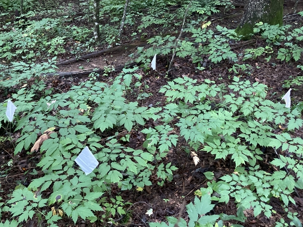 black cohosh plant (Actaea racemosa) growing in the woods