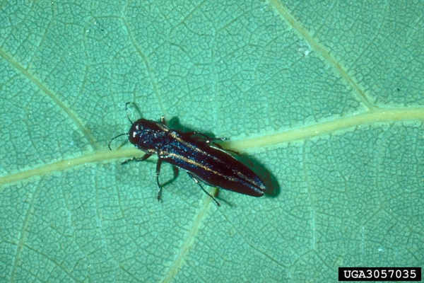 A black beetle with two golden stripes down its back on a green leaf.