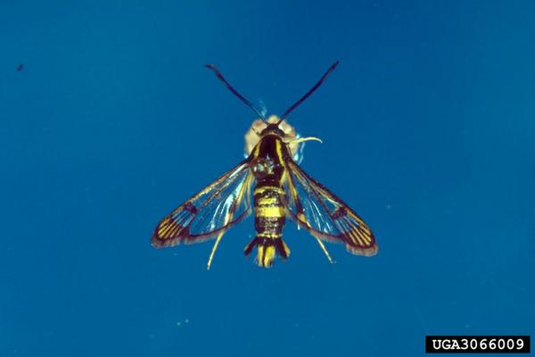 Dogwood borer adult