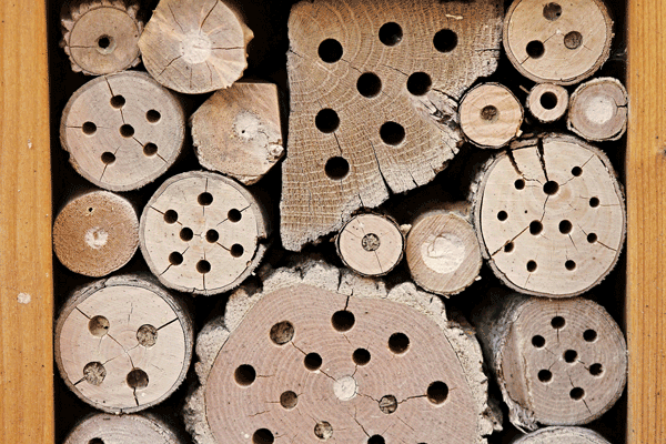 Several logs with holes of various sizes drilled into the ends.