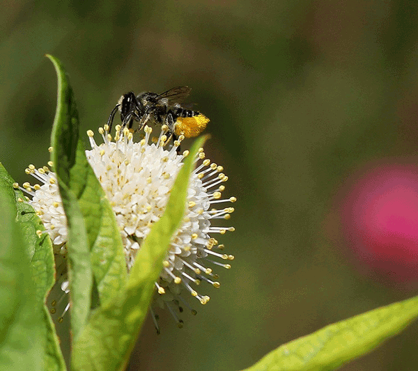 Bee on a white, ball-shaped flower.