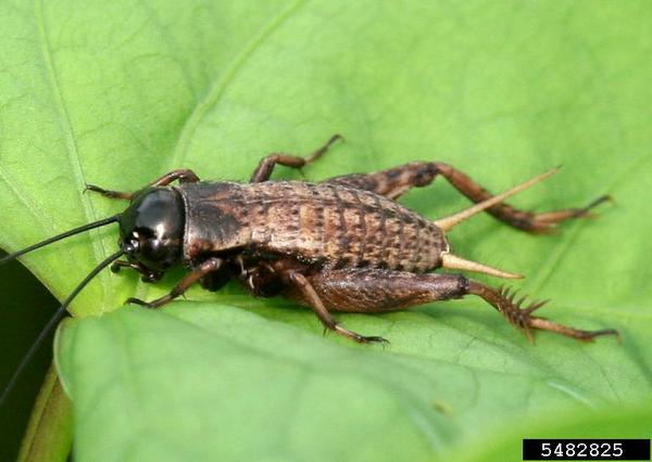 Field cricket on leaf
