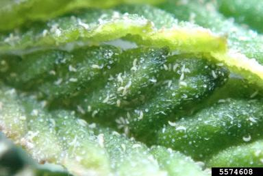 Photo of small white hemp russet mites on hemp leaf