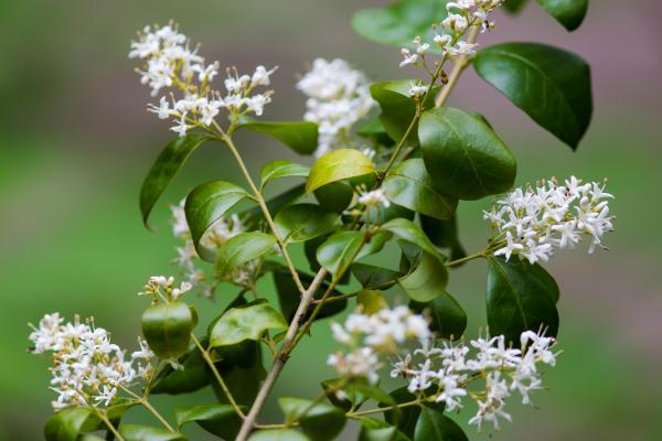 chinese privet with green leaves and white flowers