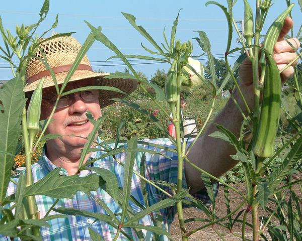 Gardener in hat examines Okra plants