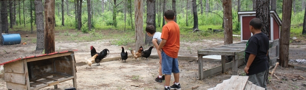 Decorative cover image of children with chickens