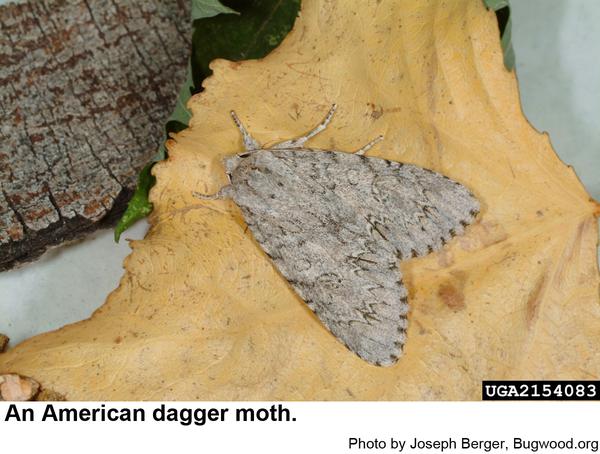 American dagger moth