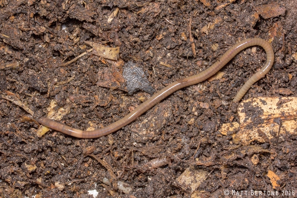 A long, brown worm with a cream colored saddle and a shiny body.