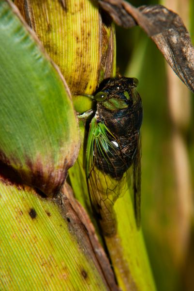 Annual cicada