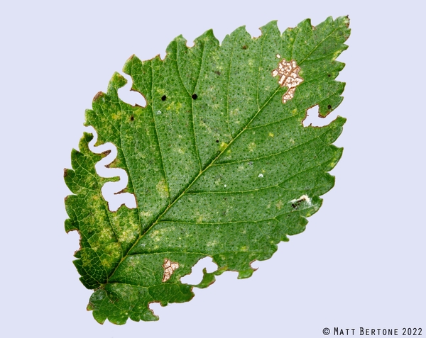 A green leaf on a white background; the green leaf has missing tissue in a zigzag pattern