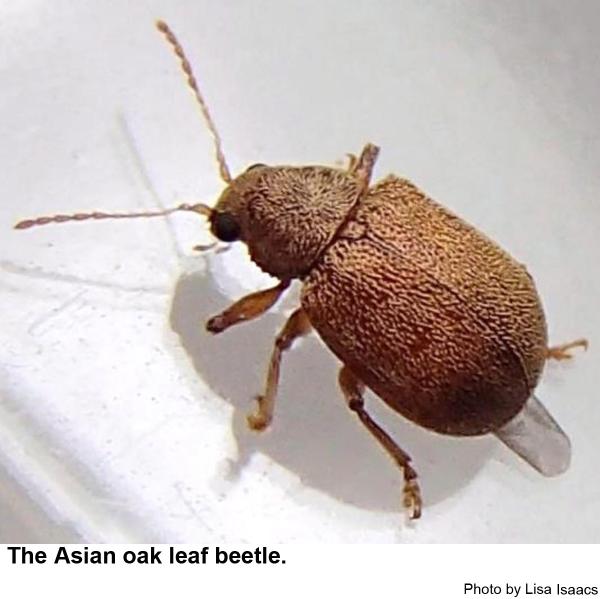 Asian oak leaf beetle top view
