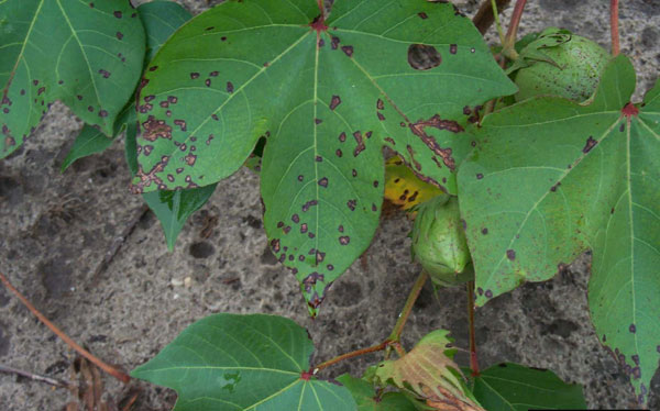 Photo of angular leaf spots on cotton leaves.
