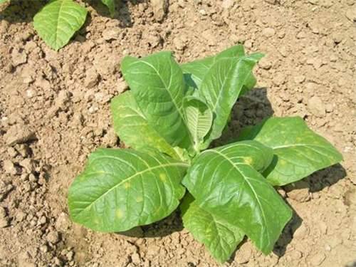 Photo of circular yellow spots on the topside of leaves