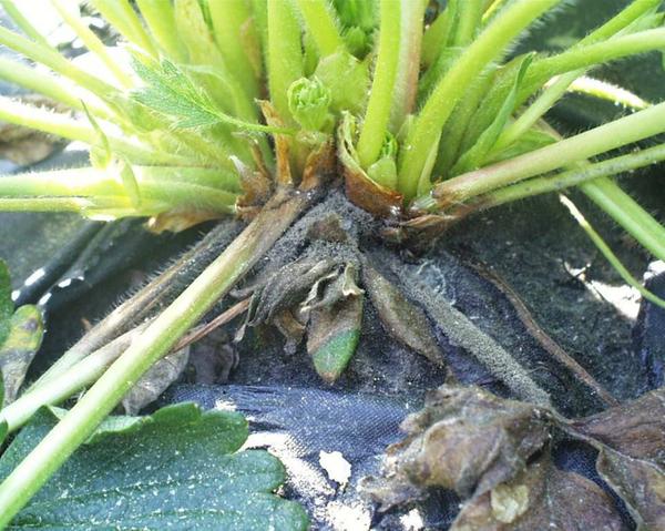Botrytis crown rot in field