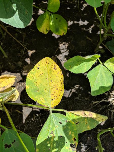 Photo of brown spot on soybean