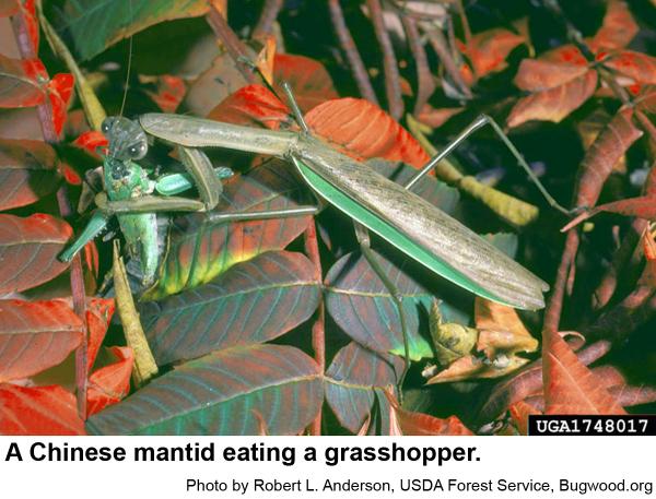A Chinese mantid eating a grasshopper.