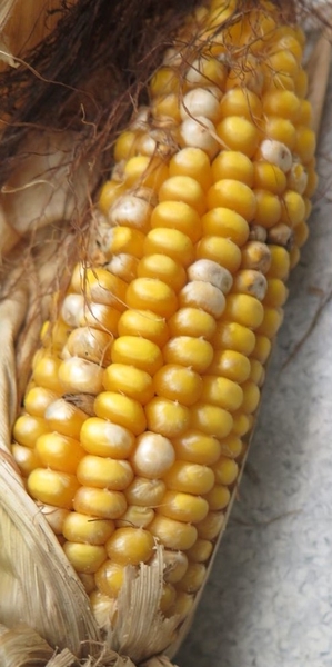 Corn with white, gray, pink kernel streaking, 
