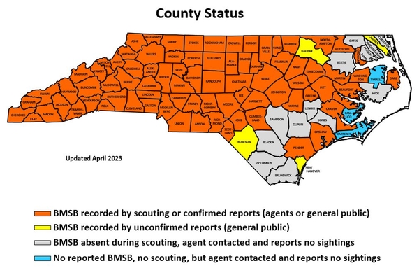 Map of brown marmorated stink bug sightings in North Carolina by county.