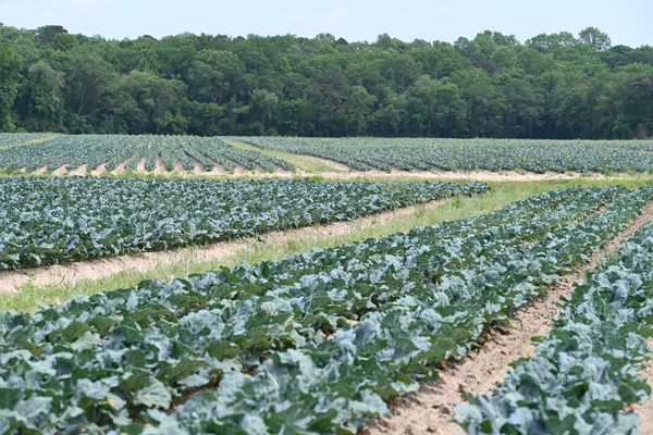 Broccoli Field near Clinton North Carolina