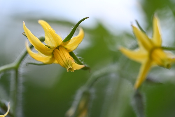 Open yellow tomato flower up-close.