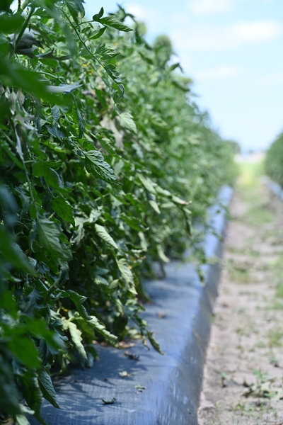 Tomato field in North Carolina