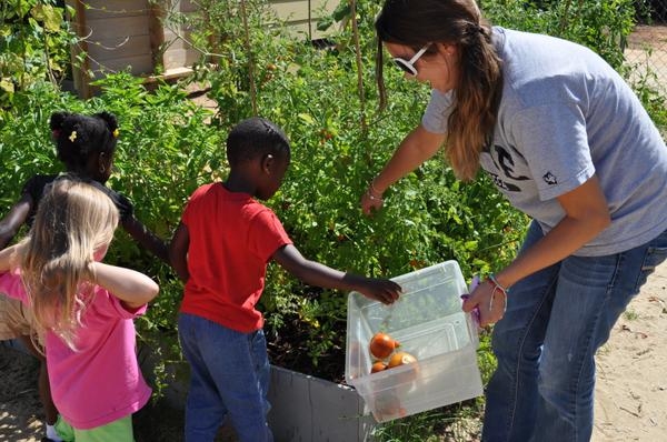 An adult holds a container for children to place tomatoes in while harvesting from a raised bed.