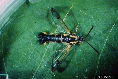 Black insect with yellow markings, clear wings, black antennae.