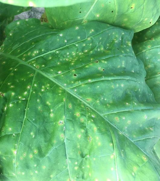 Frogeye leaf spot lesions