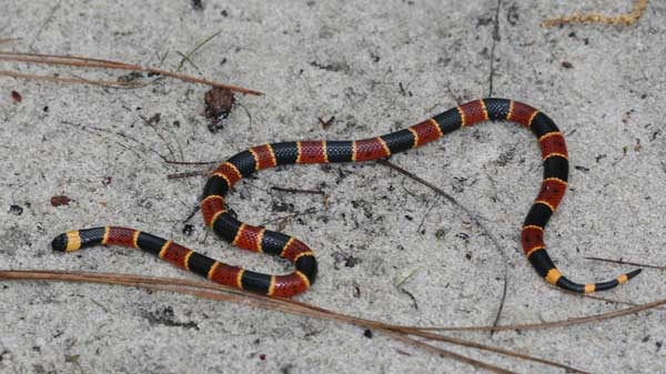 Slender smooth snake with a black snout and bands in a black, yellow, red, yellow, black alternating pattern.