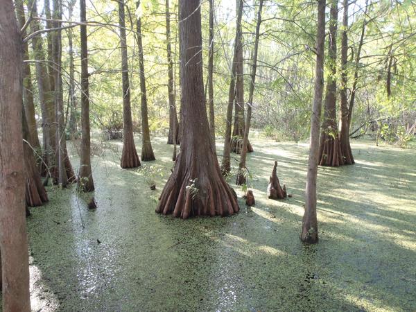 Trees growing in swamp water