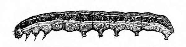 Side view showing three front legs, five prolegs, and small, downward-pointed head. Upper half of body shaded dark. Bottom half lighter. Black and white art.