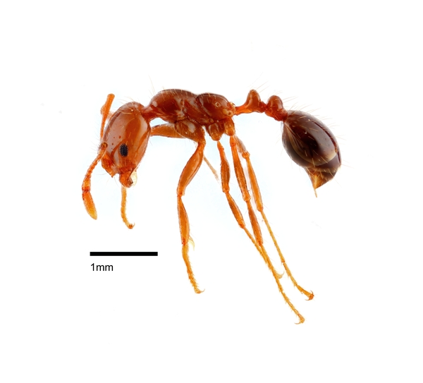 Close-up side view of a Fire Ant