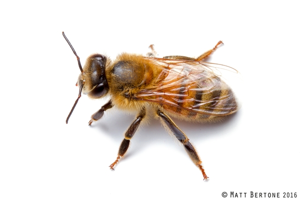 Close up view of a honey bee on a white background.