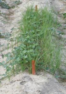 Yellow nutsedge growing within a row of sweetpotato plants in the field.