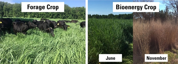 Photos show the dual use of switchgrass grown as forage and a bioenergy crop.