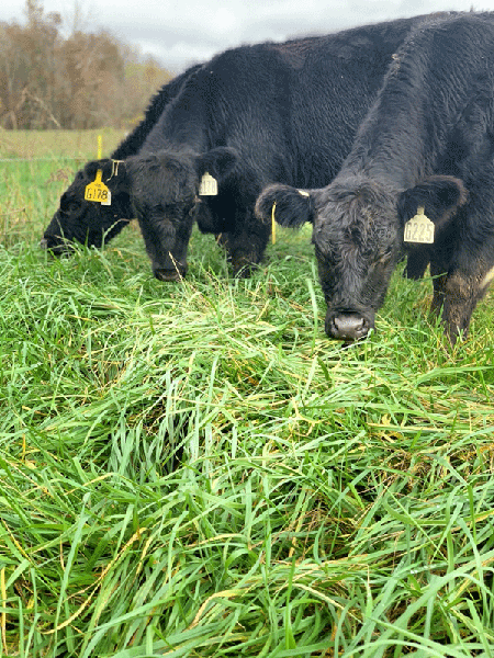 Close-up of cattle grazing in field of fescue