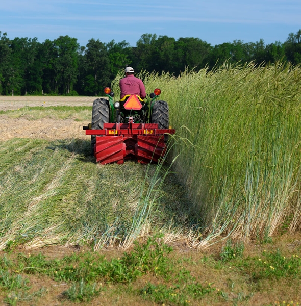 A person drives a roller crimper through a stand of tall cereal rye.