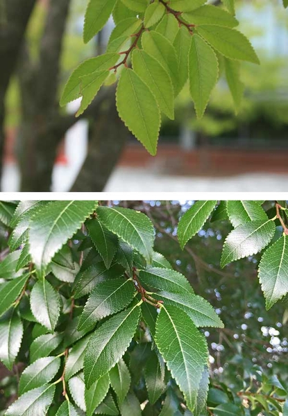 Photos of tips of a branch of lacebark elm showing greenish-yellow leaves (top), and dark-green glossy leaves (bottom).