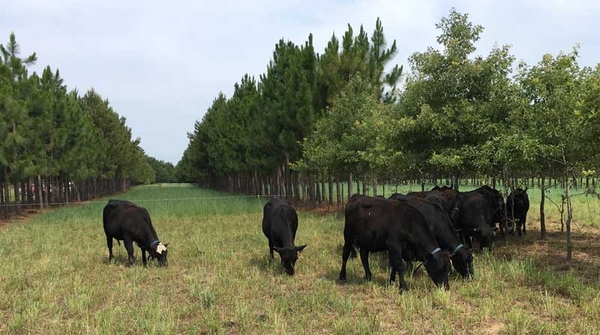 Black cattle graze pasture between rows of trees in CEFS silvopasture. Temporary electric fence holds cattle in a specific part of pasture.