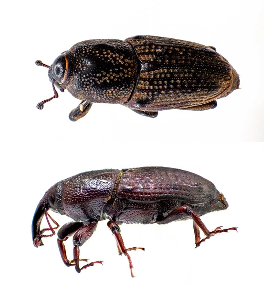 Top and side views of hunting billbug showing prominent snout and elbowed, clublike antennae.
