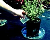 Image of hand pouring into the container