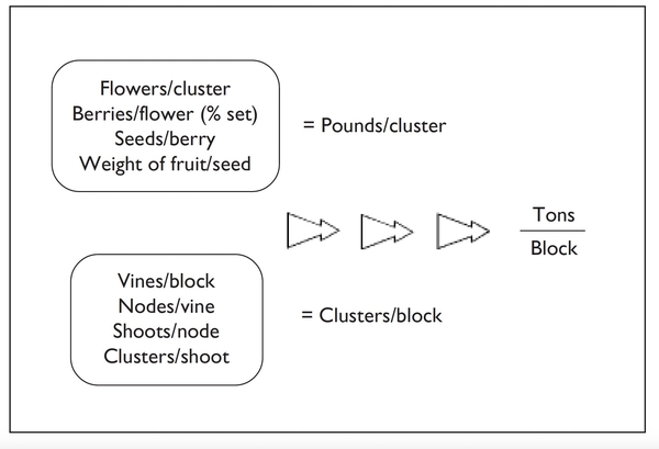 flowers/cluster, berries/flower (%set), seeds/berry, weight of fruit/seed = pounds/ cluster. Tons/ Block, vines/block, nodes/vine, shoots/node, clusters/shoot=clusters/block