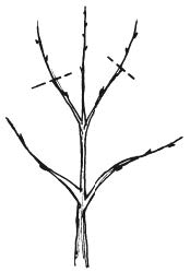 Sketch of branch with pruning locations marked