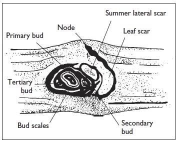 Illustration of cross-section with labeled structures (primary bud, node, summer lateral scar, leaf scar, tertiary bud, bud scales, secondary bud)