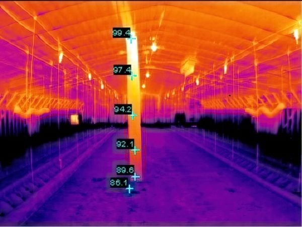 Thermal image in broiler house measured with infrared camera. Brighter (orange) color at ceiling=higher temp (99 degrees F). Darker (purple) at floor=lower (86F).