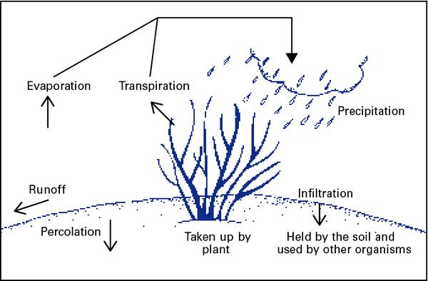 Illustration showing the water cycle