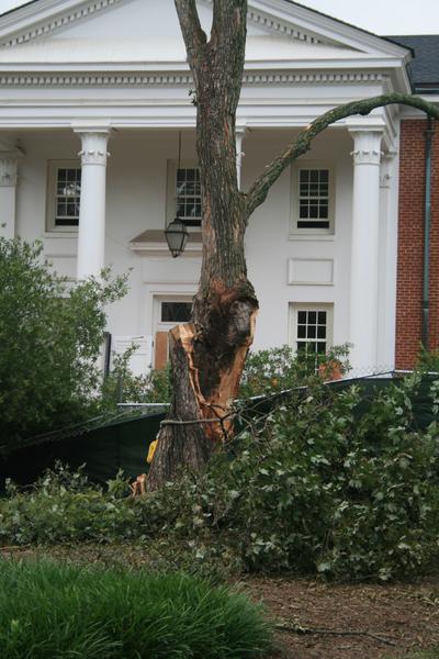 A stem failed on this maple due to bad form.